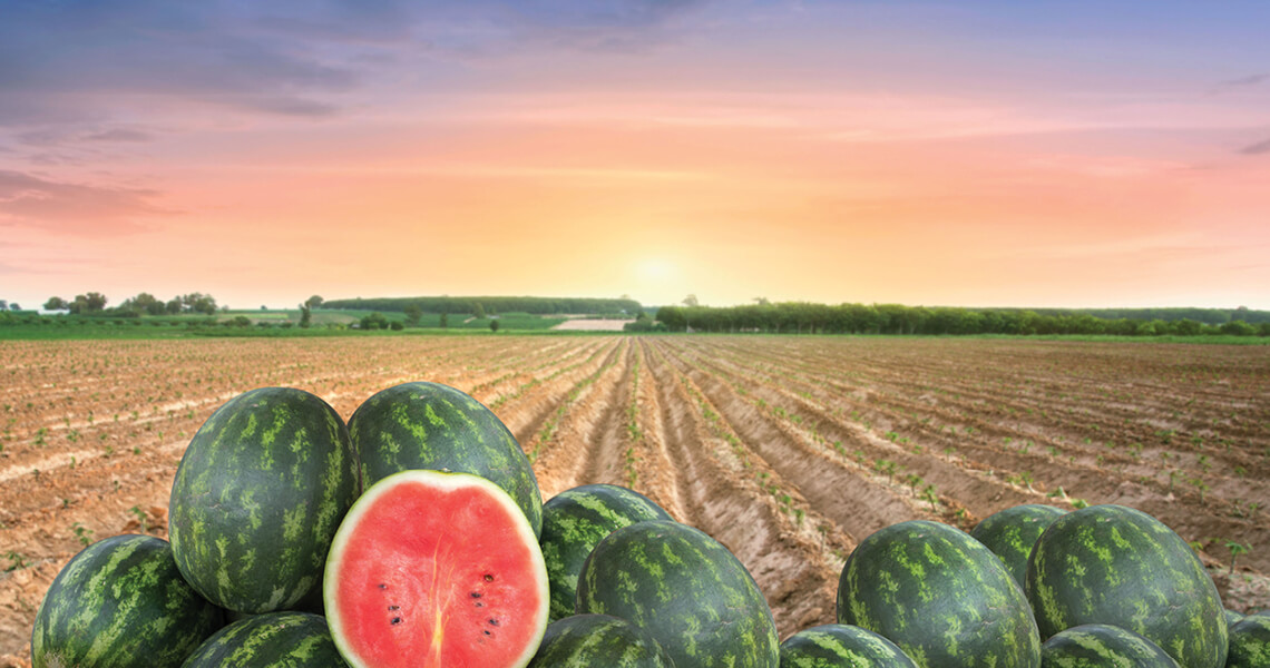 Watermelons piled in the foreground with one cut open, revealing its red flesh. Behind them stretches a field with rows of planted crops. In the background, a sunset paints the sky in shades of orange and pink.